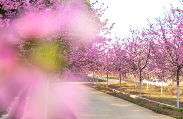 蕪湖櫻花文化園