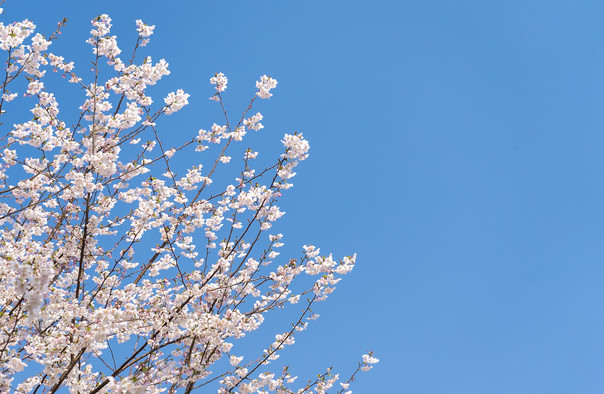 蕪湖櫻花文化園.jpg