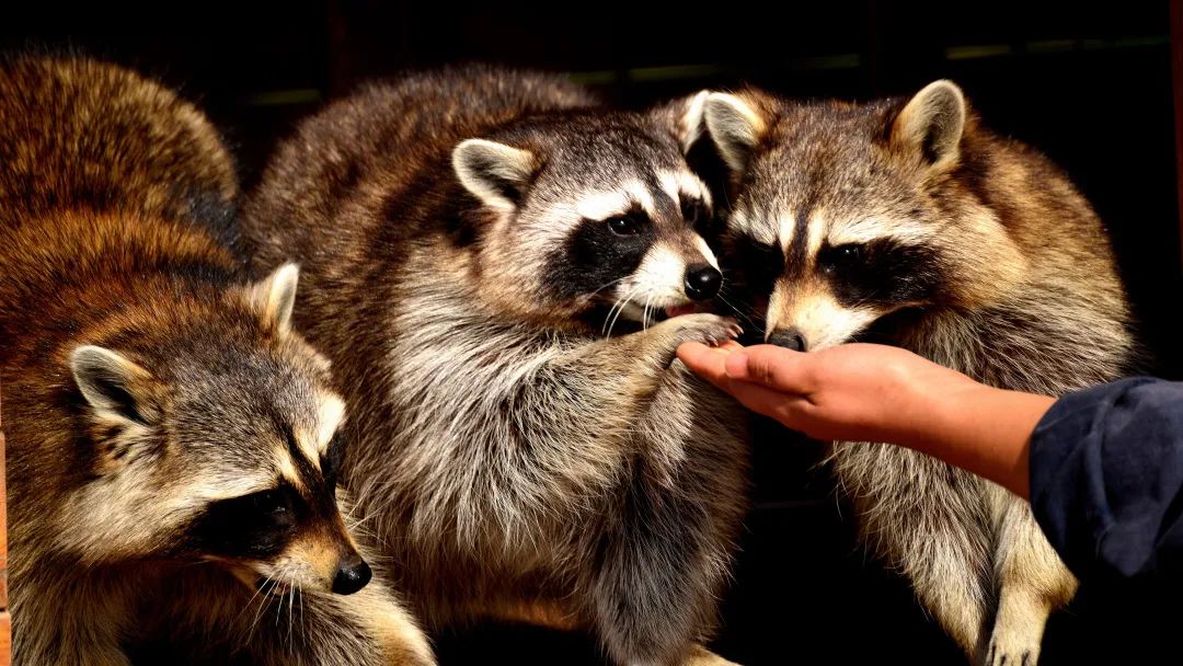 衡水野生動物園