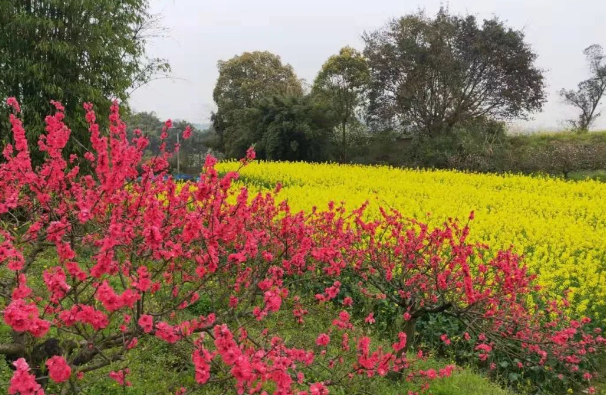 桃花島.png