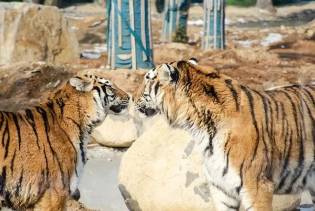 2024南陽野生動物世界門票價(jià)格+地址+營業(yè)時間+在線購票