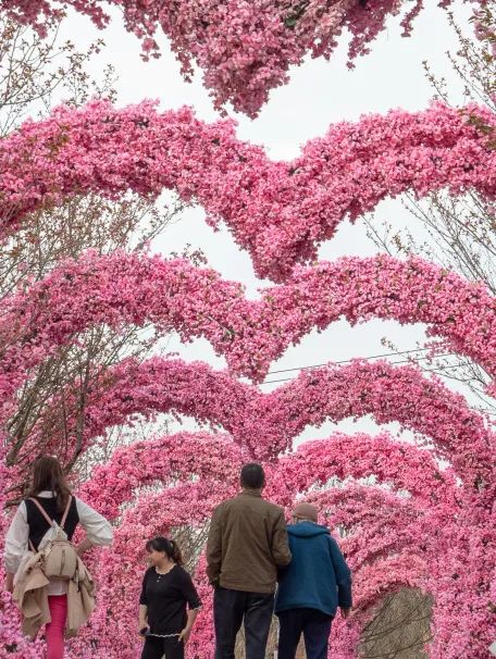 金堂寶塔山櫻花園