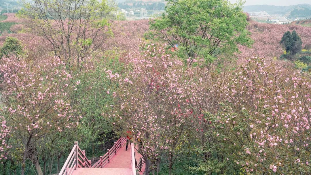 金堂寶塔山櫻花園