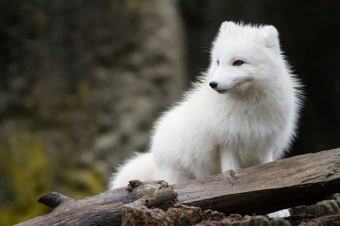  徐州九頂山野生動物園