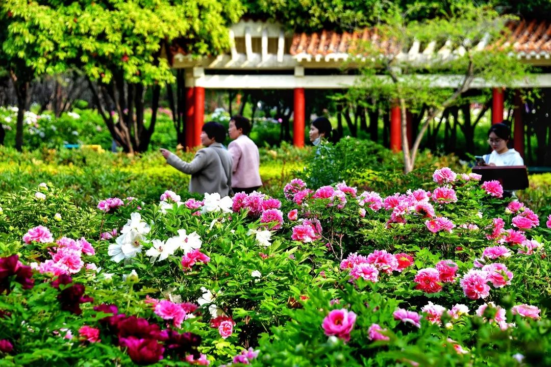 洛陽(yáng)牡丹園