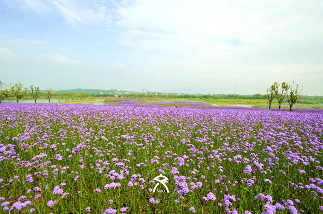 蘇州西京灣花海