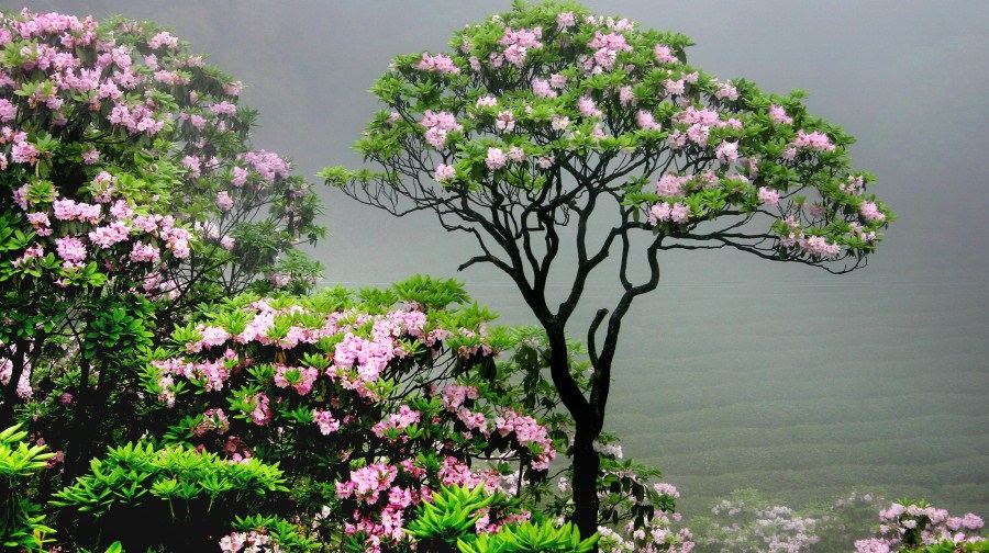 臺(tái)州華頂國(guó)家森林公園