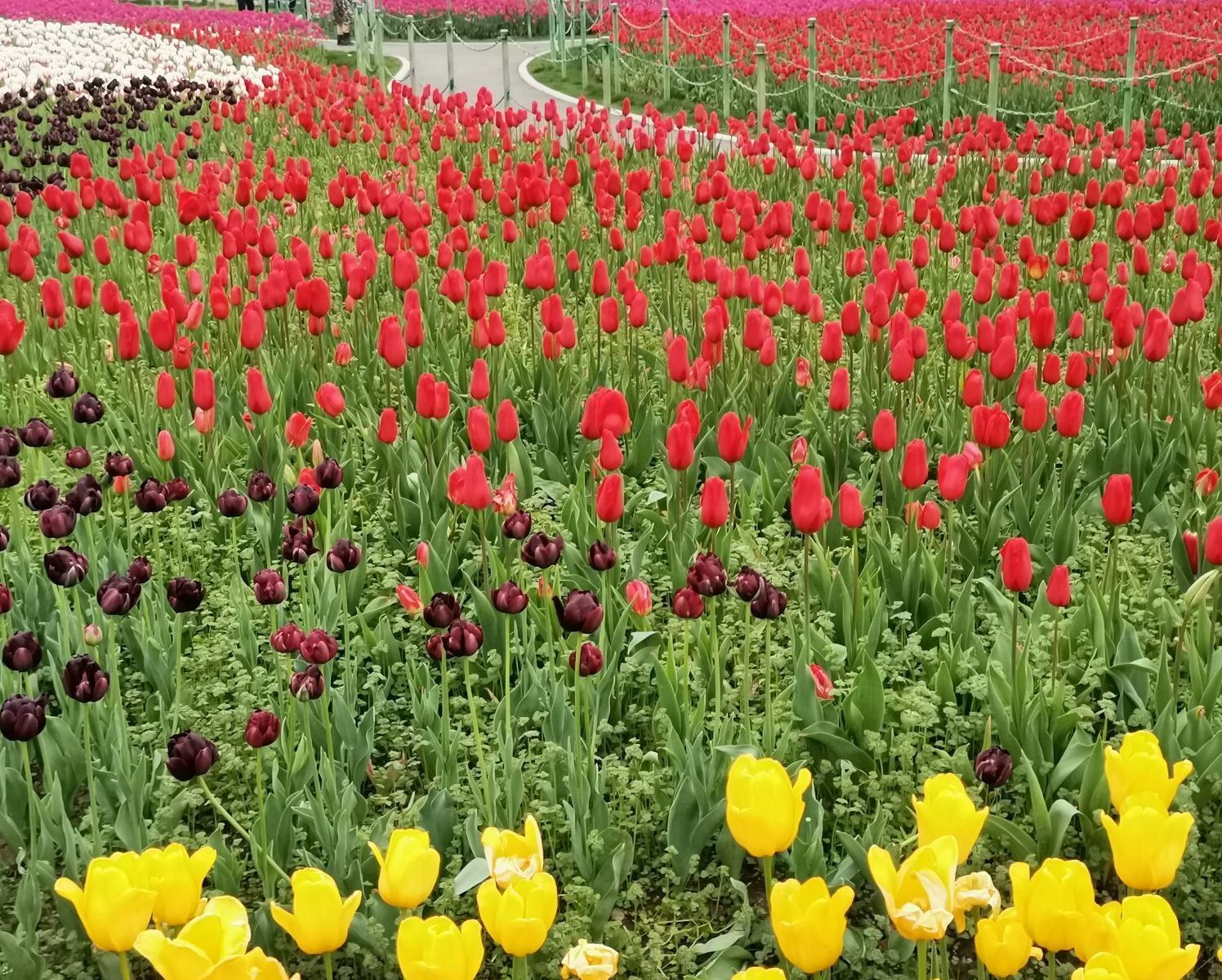 駐馬店郁金香園