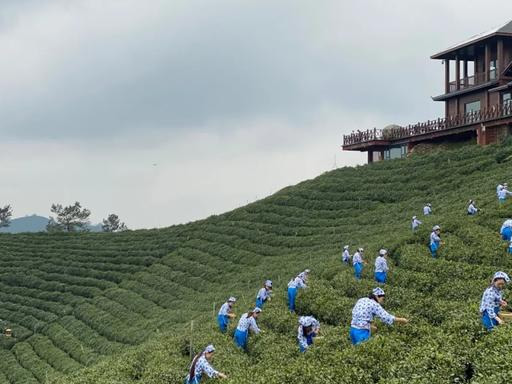 信阳文新茶村