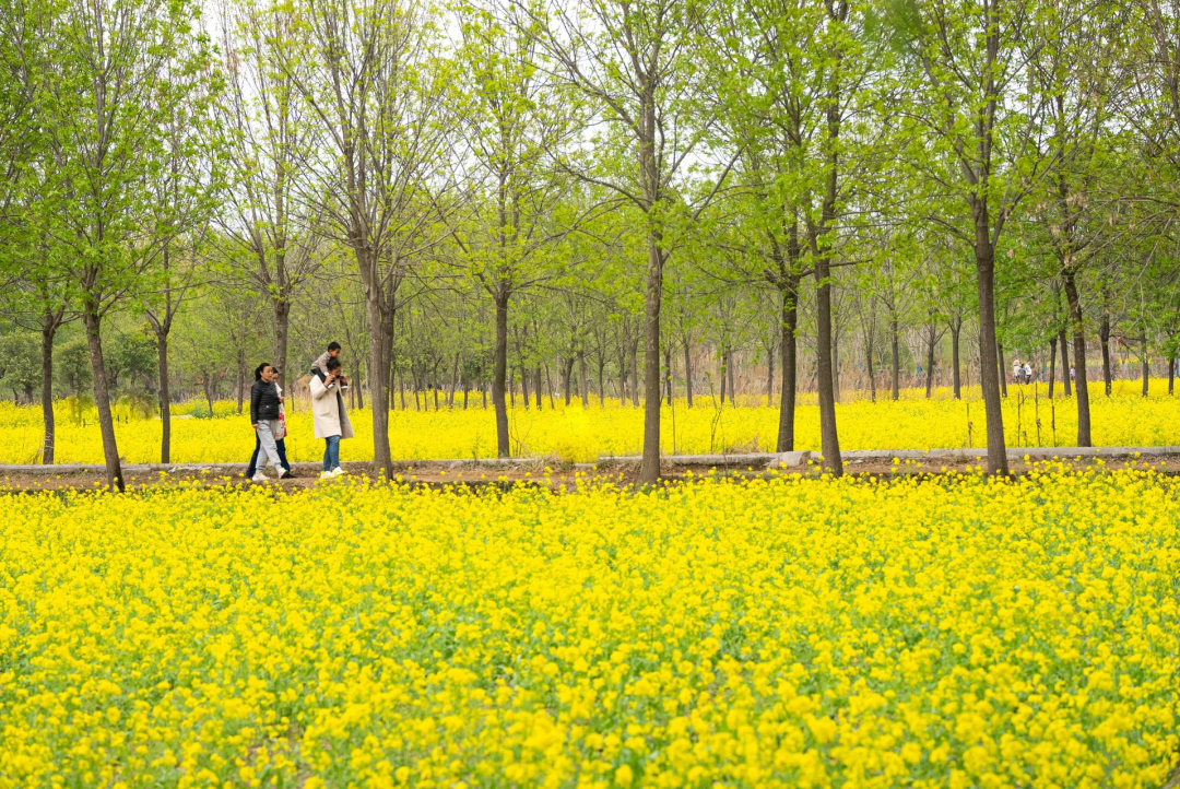 封丘陳橋油菜花節(jié)