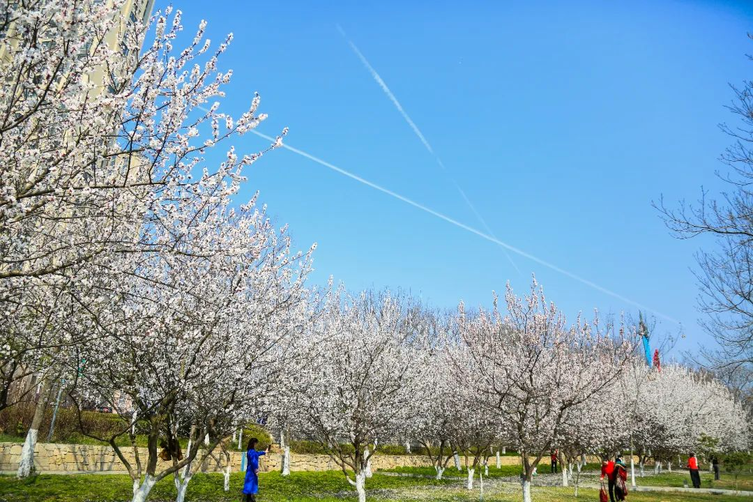 蚌埠花博园 景区图片