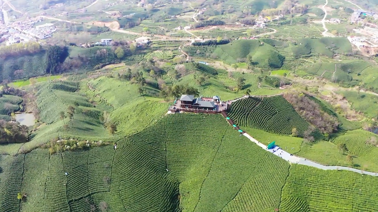 信阳文新茶村