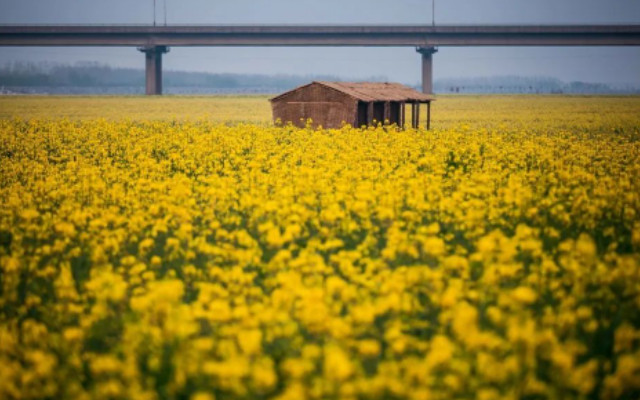 封丘陳橋油菜花節(jié)