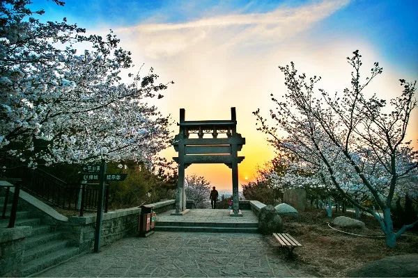 滨州樱花山风景区