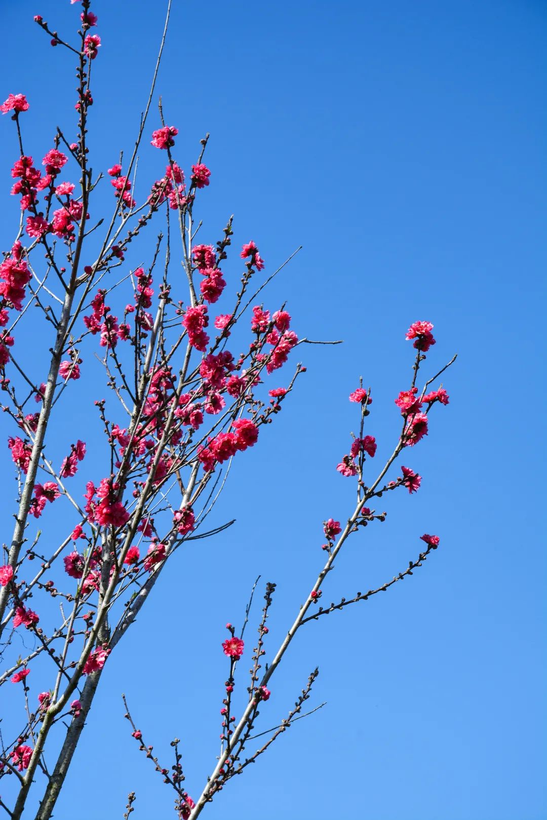 惠州千花洲