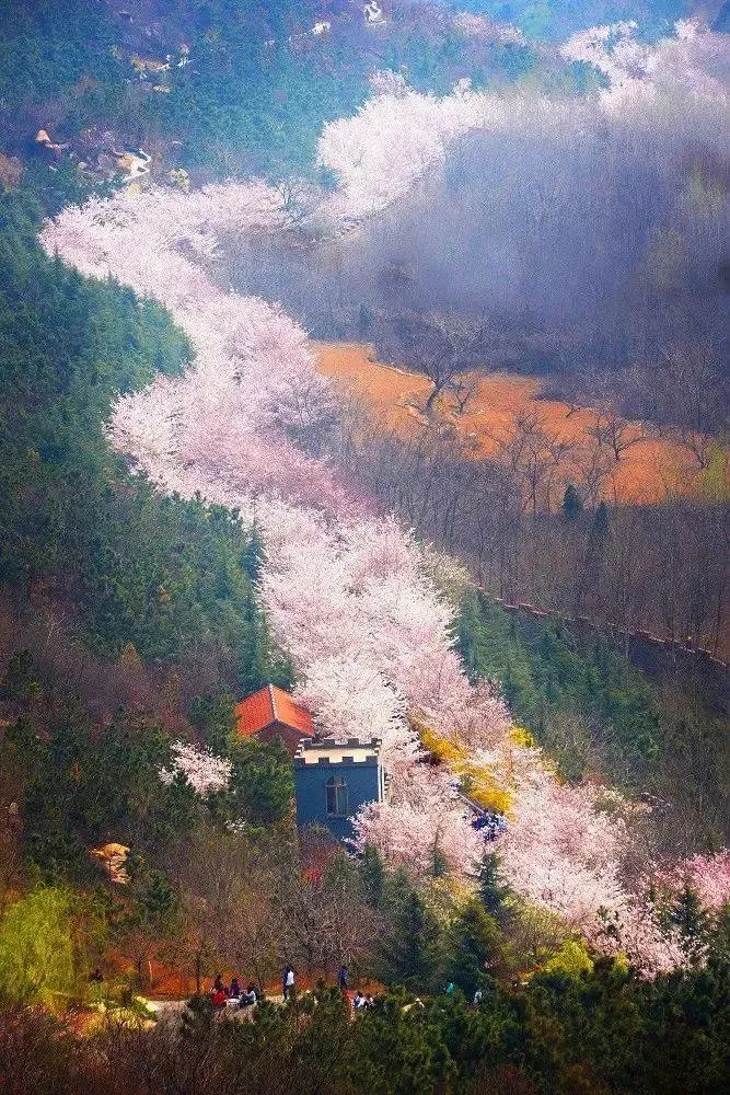 濱州櫻花山風(fēng)景區(qū)