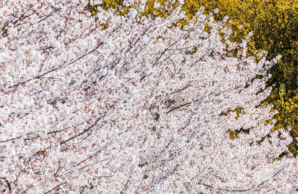 濱州櫻花山風(fēng)景區(qū)