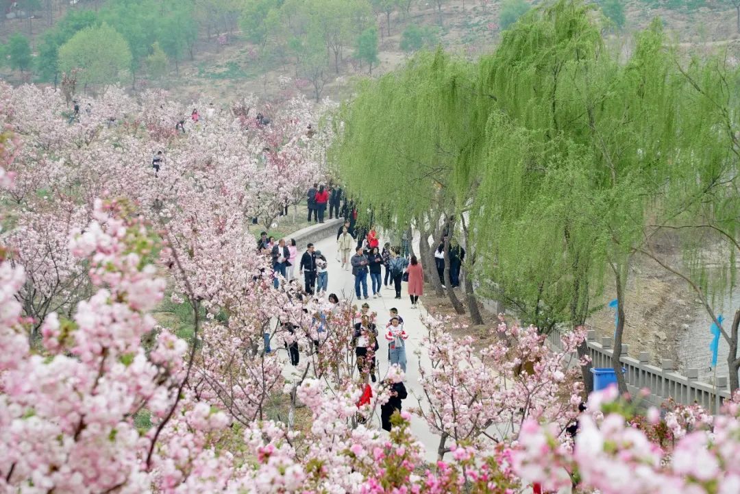 濱州櫻花山風(fēng)景區(qū)