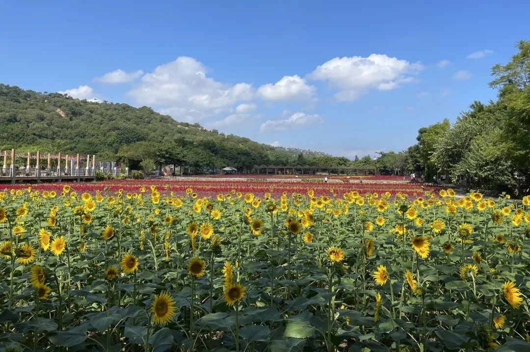 汕頭丹櫻生態(tài)園