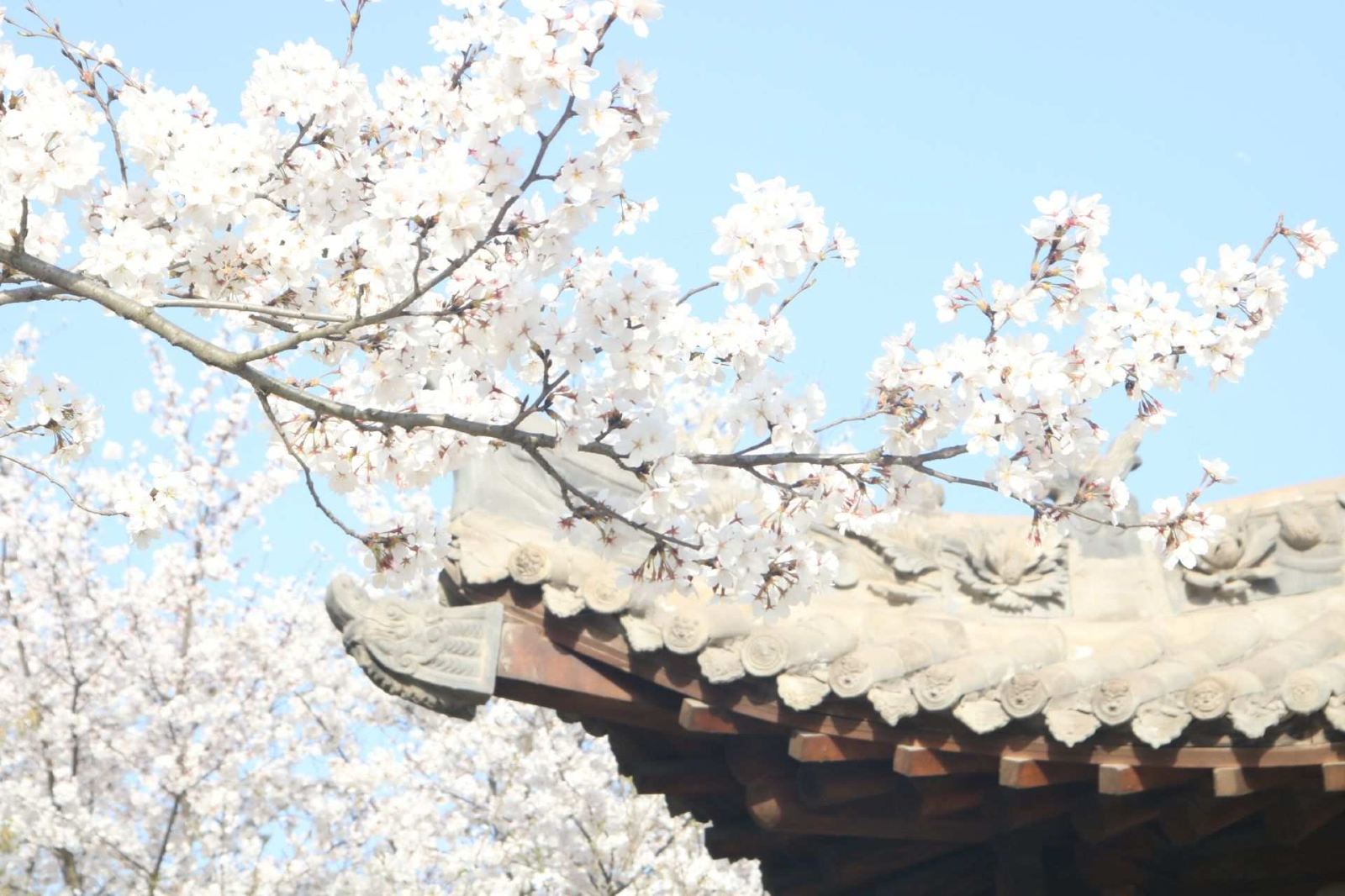 鄢陵唐韻櫻花園