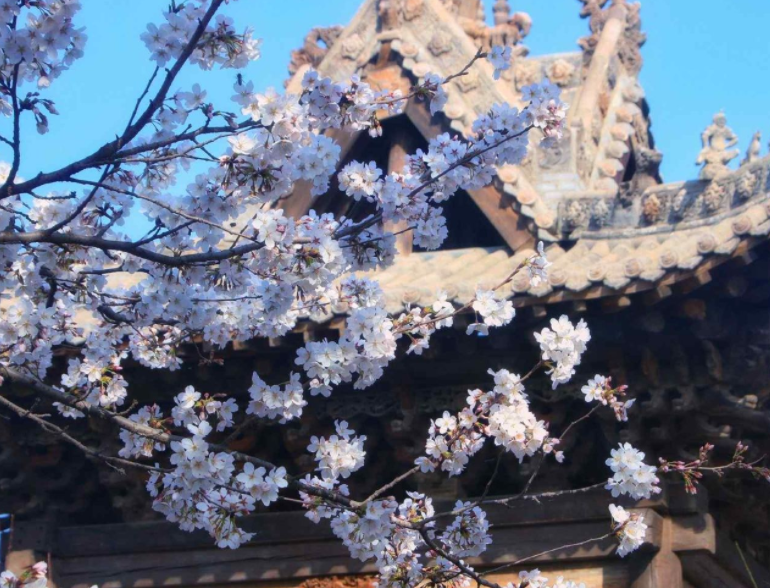 鄢陵唐韻櫻花園