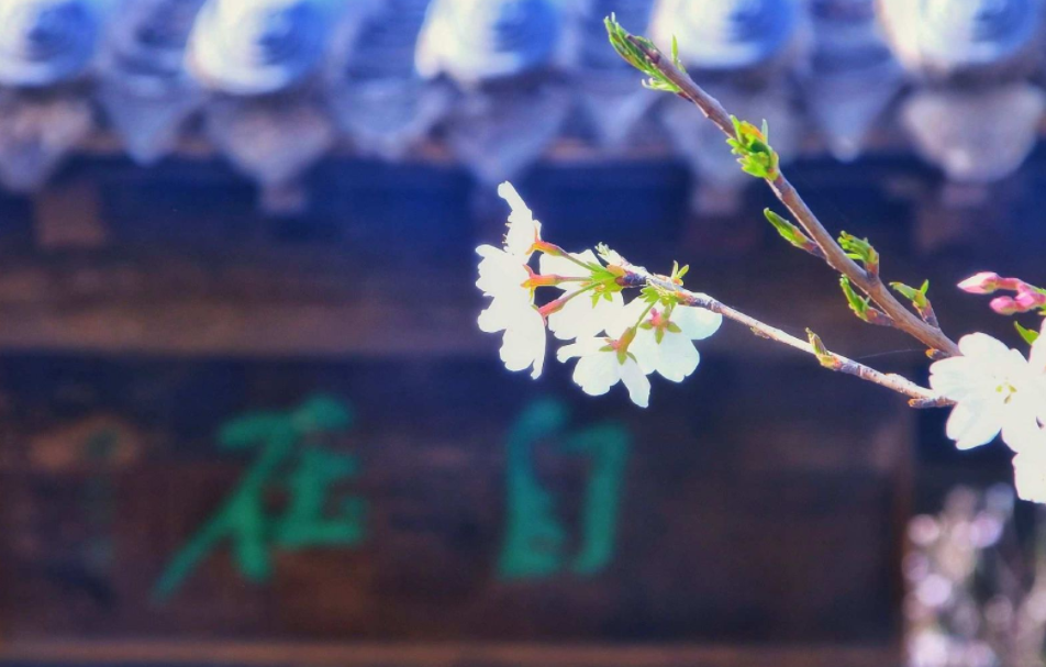 鄢陵唐韻櫻花園