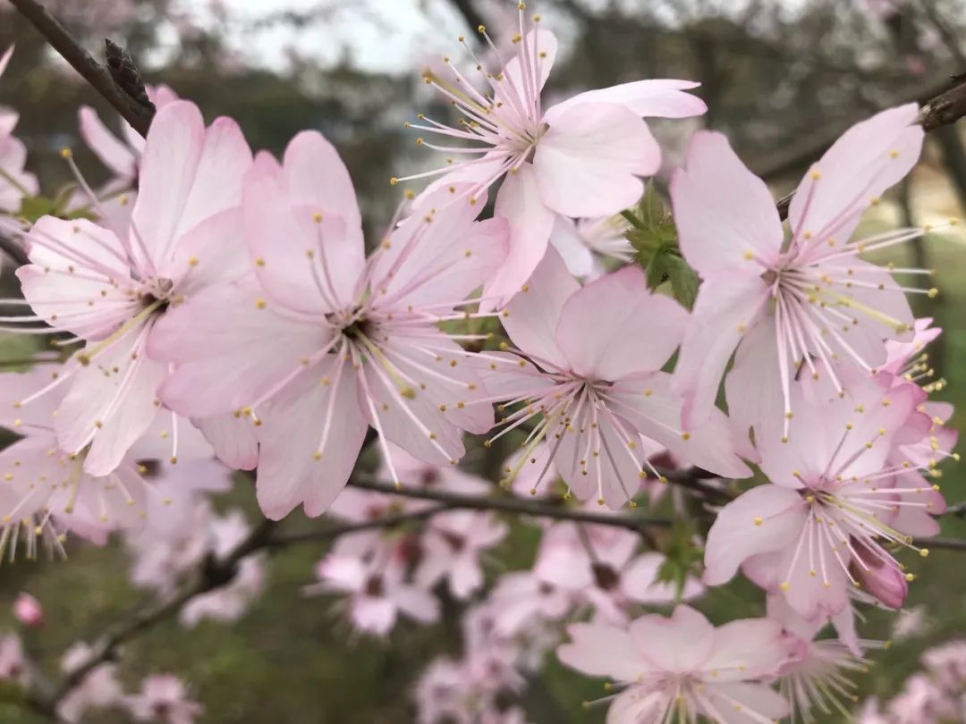 長(zhǎng)沙園林生態(tài)園