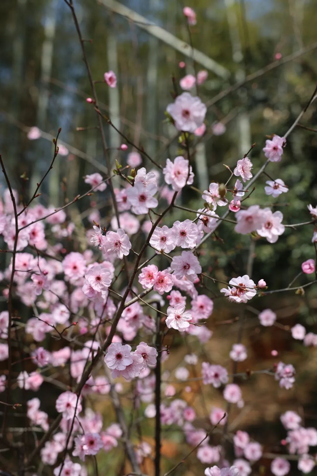 長(zhǎng)沙園林生態(tài)園