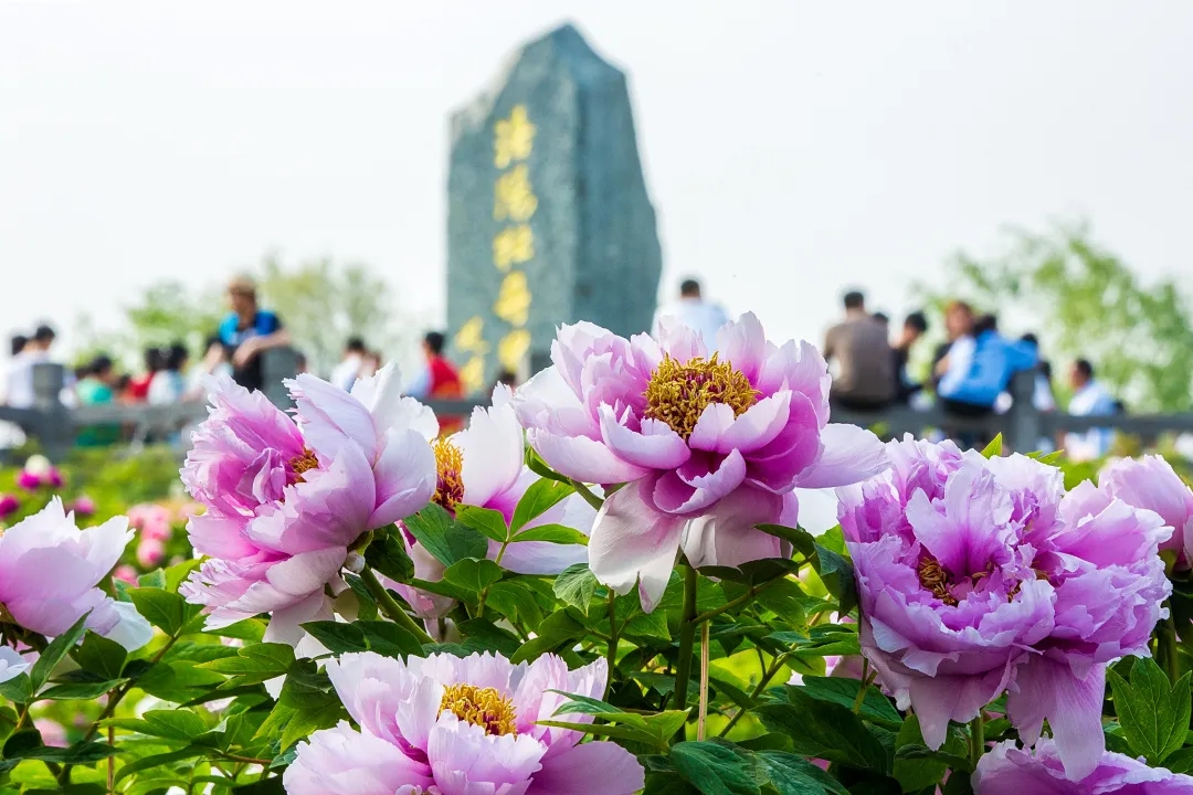 2024洛阳牡丹花会门票价格+开放时间+在线购票