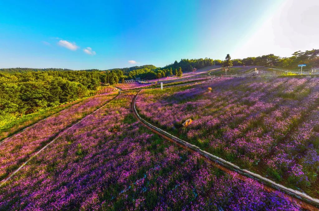 恩施野三關(guān)森林花海