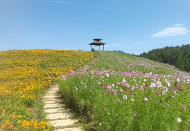 遵义黔北花海