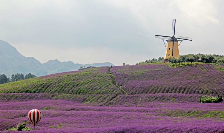 遵義黔北花海