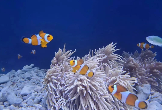 烏魯木齊海洋公園