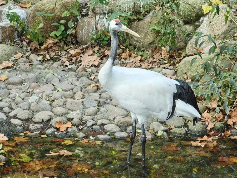 上海動(dòng)物園