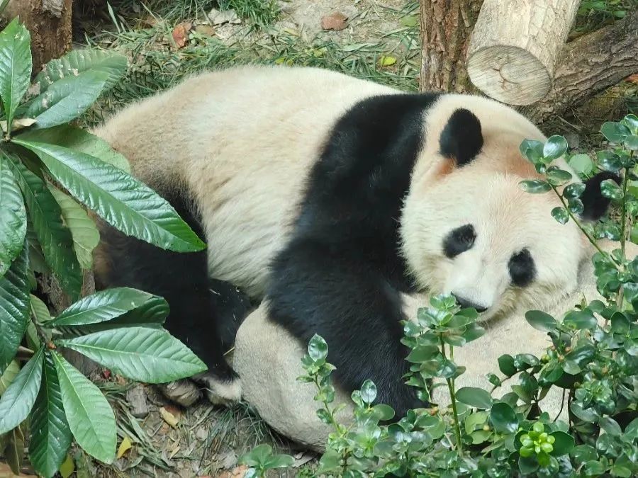 上海動(dòng)物園