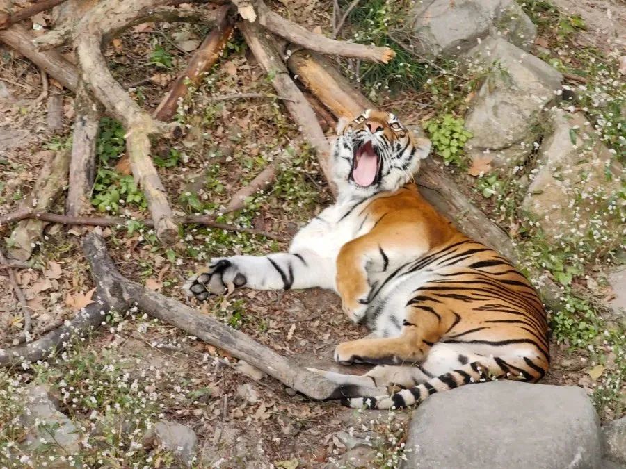 上海動(dòng)物園