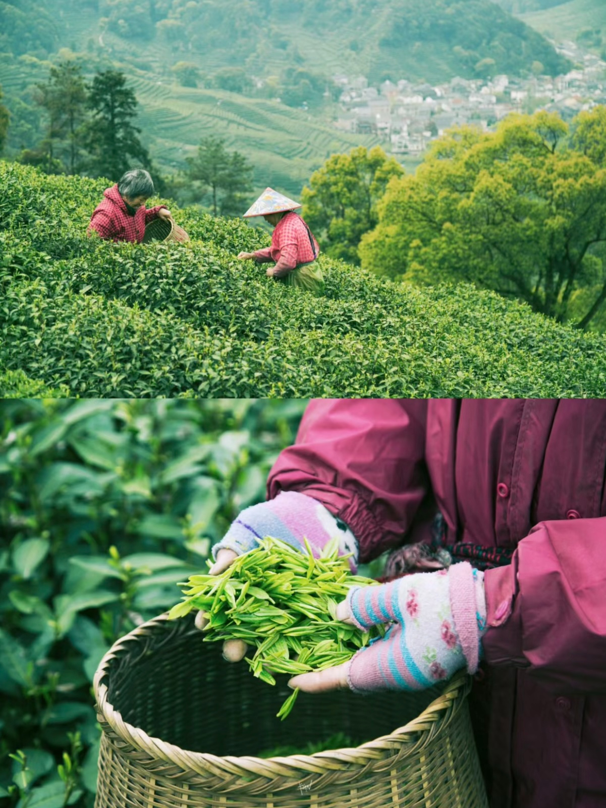 踏青尋茶趣，盡在信陽：信陽采茶達(dá)人招募中，你就是下一個茶界網(wǎng)紅!