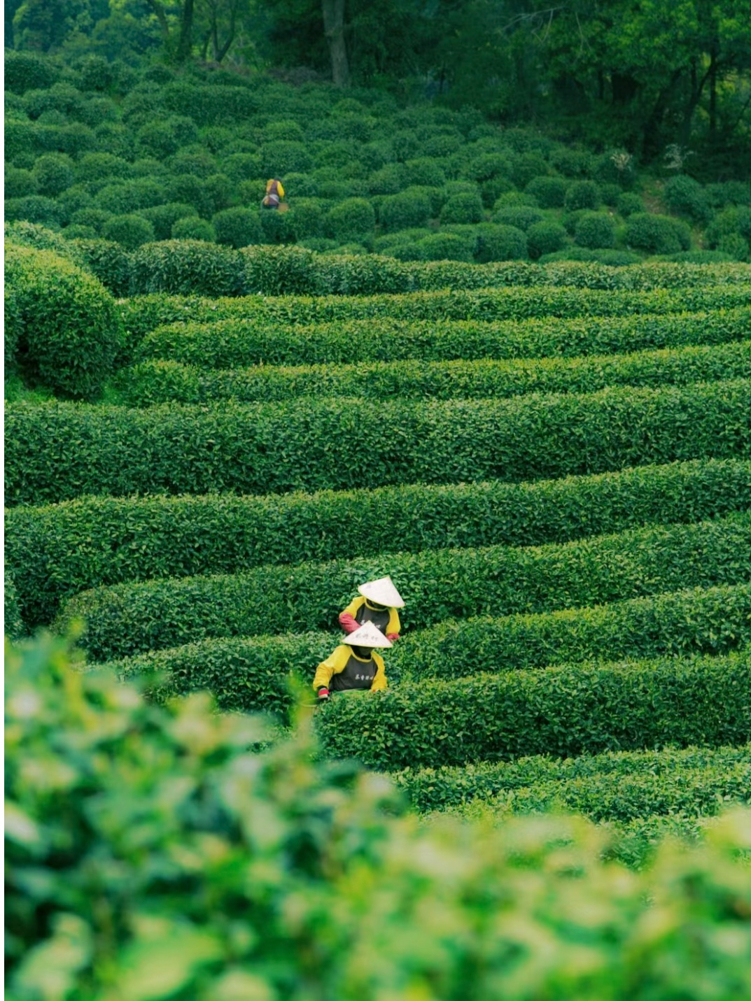 踏青尋茶趣，盡在信陽：信陽采茶達(dá)人招募中，你就是下一個茶界網(wǎng)紅!