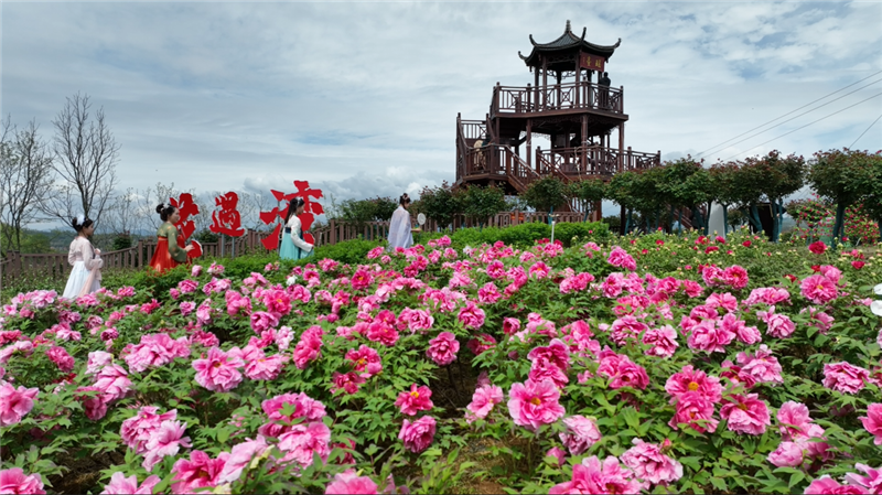 汉阴花遇湾牡丹园