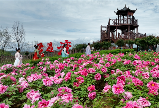 汉阴花遇湾牡丹园