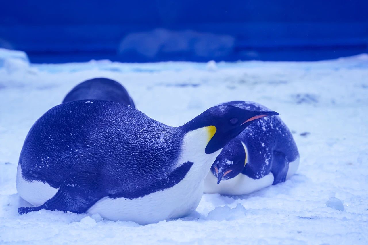 鄭州海昌海洋公園