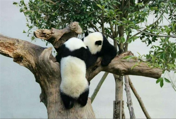 汶川中华大熊猫苑
