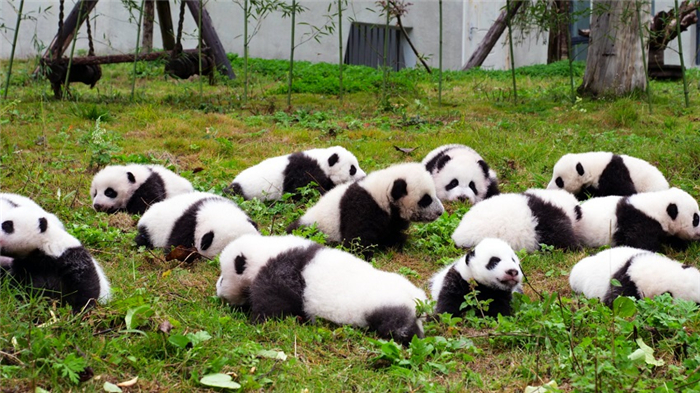 汶川中华大熊猫苑