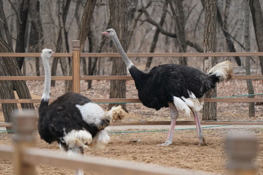 秦皇島野生動(dòng)物園