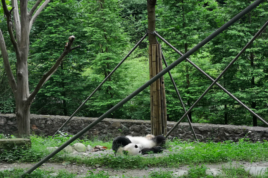 汶川中华大熊猫苑3.jpg