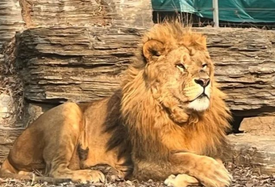 秦皇島野生動物園