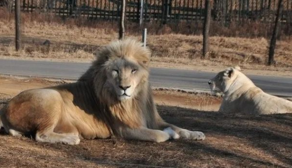 秦皇島野生動物園