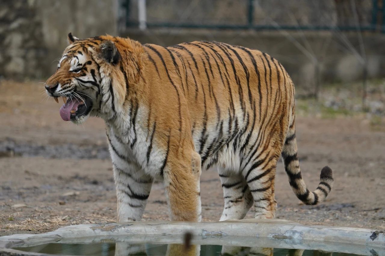 秦皇島野生動物園