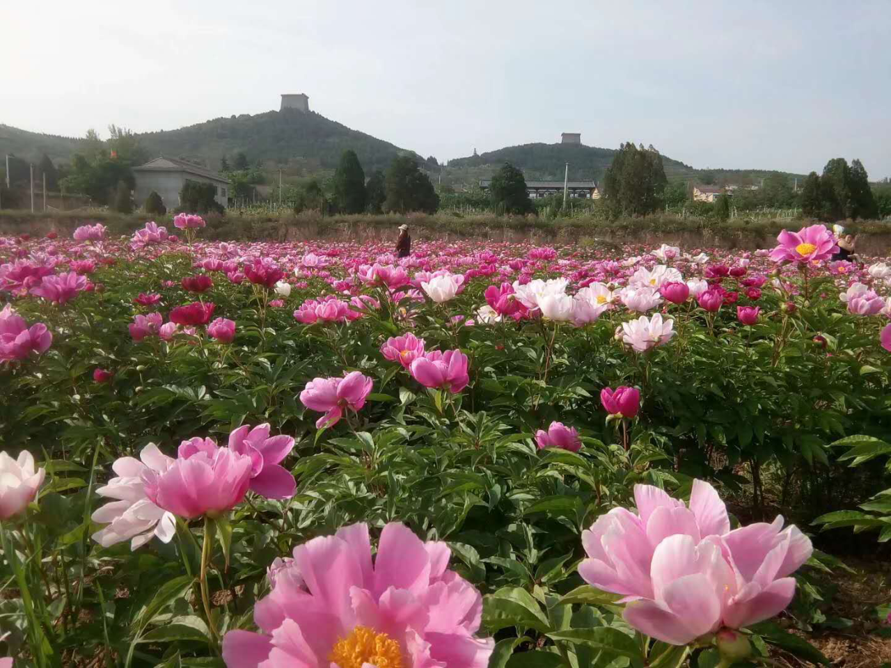 乾陵大唐牡丹園