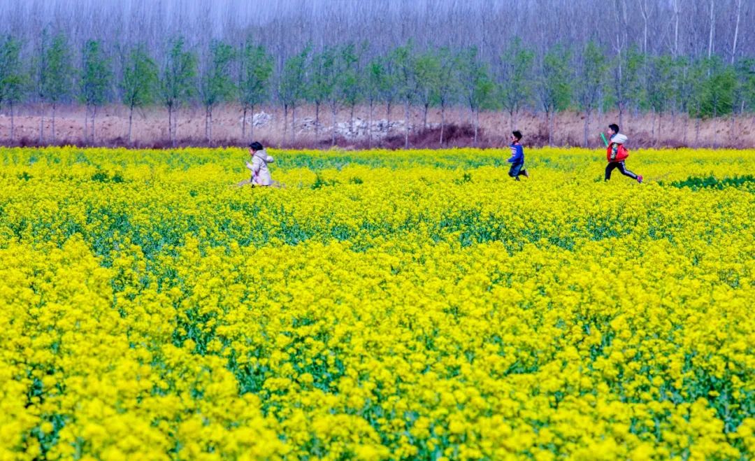 2024濟(jì)寧花海彩田景區(qū)介紹+門票價格+地址